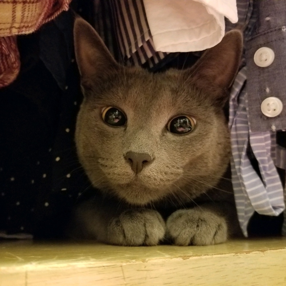 Meet your Posher, Lacey